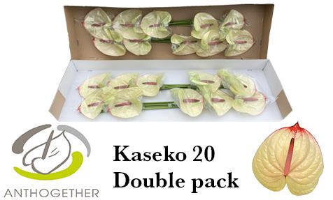 <h4>Anthurium Kaseko</h4>