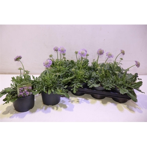 arr8 Scab Co Butterfly Bl