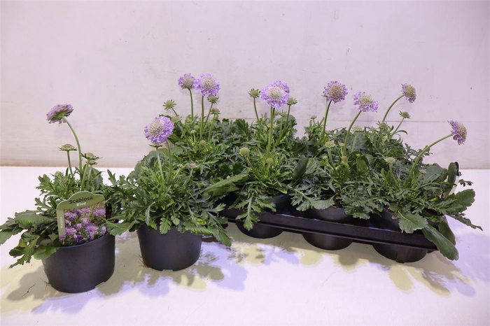 <h4>arr8 Scab Co Butterfly Bl</h4>