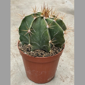 ASTROPHYTUM ORNATUM