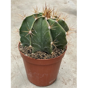ASTROPHYTUM ORNATUM