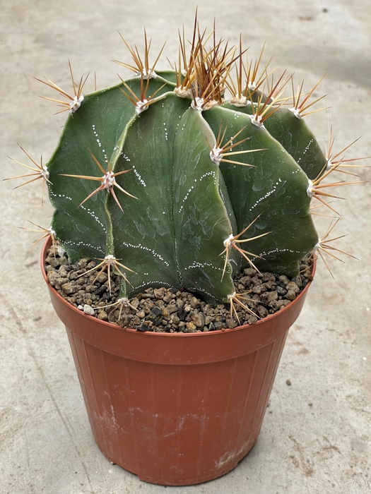 <h4>ASTROPHYTUM ORNATUM</h4>