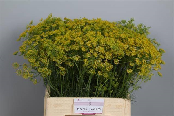 <h4>ANETHUM GRAVEOLENS</h4>