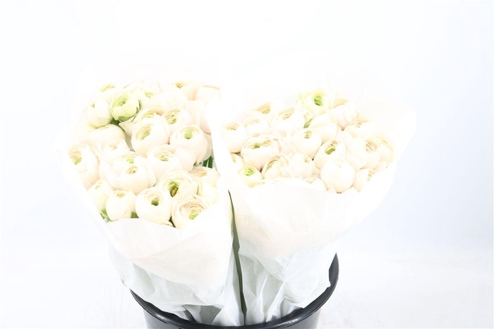 <h4>Ran Cloni Ex Hanoi</h4>