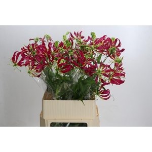 Gloriosa rothschildiana