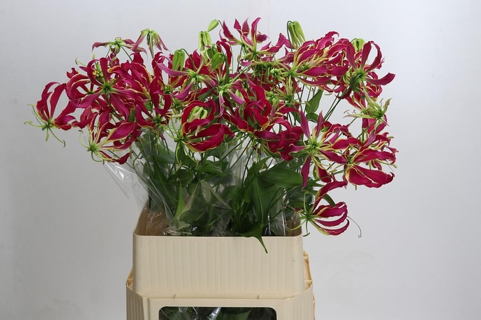 <h4>Gloriosa rothschildiana</h4>