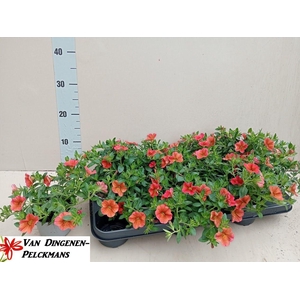 CALIB MINIF U Y R EY