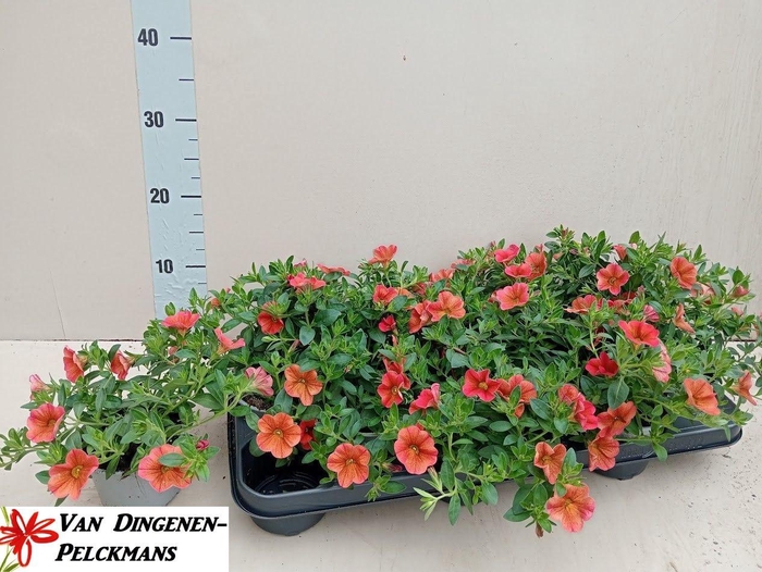 <h4>CALIB MINIF U Y R EY</h4>