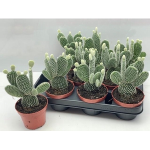 OPUNTIA MICRODASYS
