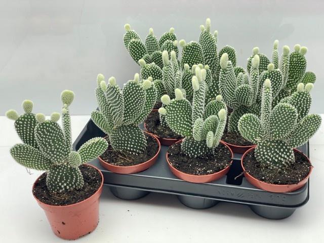 <h4>OPUNTIA MICRODASYS</h4>