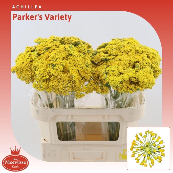 Achillea Parker's Variety