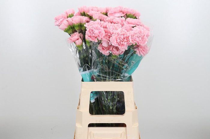 <h4>Di St Aisha</h4>