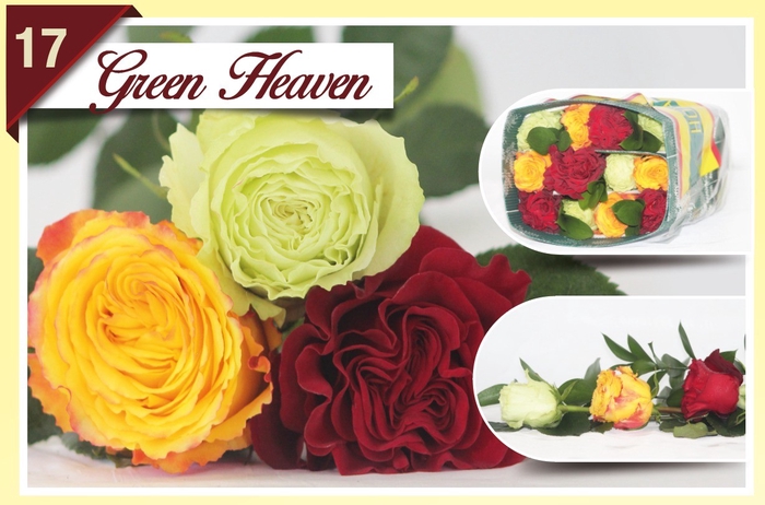 <h4>R Gr Rainbow Green Heaven 40cm EC</h4>