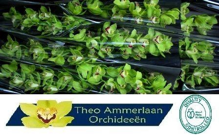 <h4>Green Valley 60</h4>