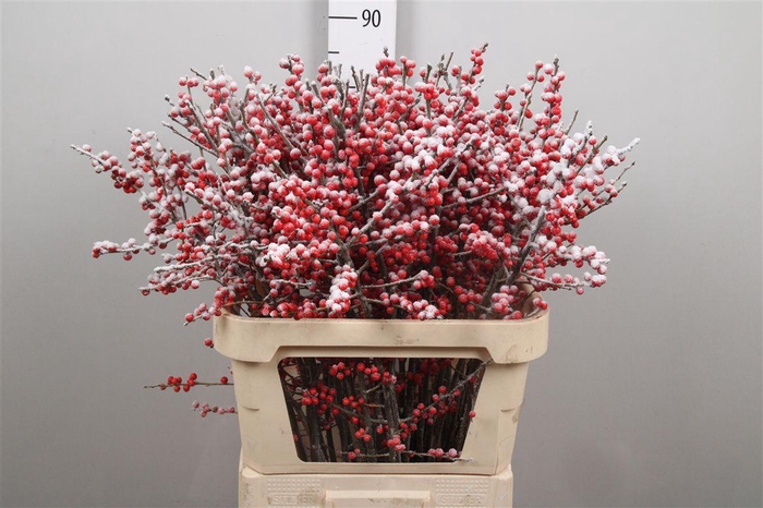 <h4>Ilex Ve Klb H% Snow</h4>