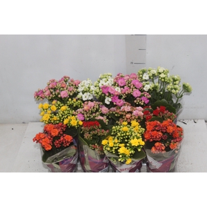 KALANCHOE DOBRADO MINI P09