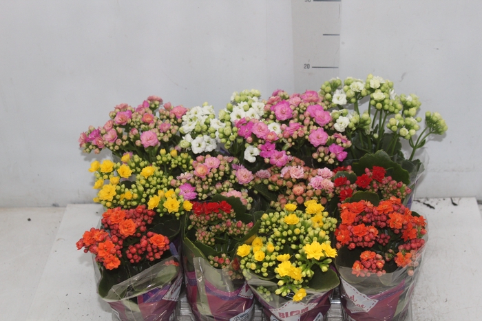<h4>KALANCHOE DOBRADO MINI P09</h4>