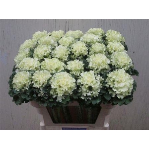 Brass Crane Ru White