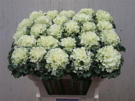 <h4>Brass Crane Ru White</h4>