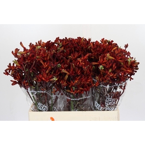 Kangaroo Paw Early Spring