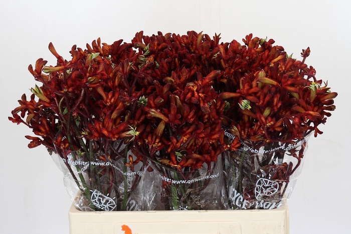 Kangaroo Paw Early Spring