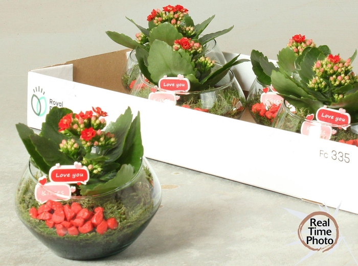 <h4>ARR KAMERPL</h4>