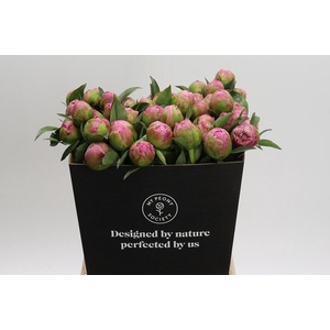 Paeonia Jacorma