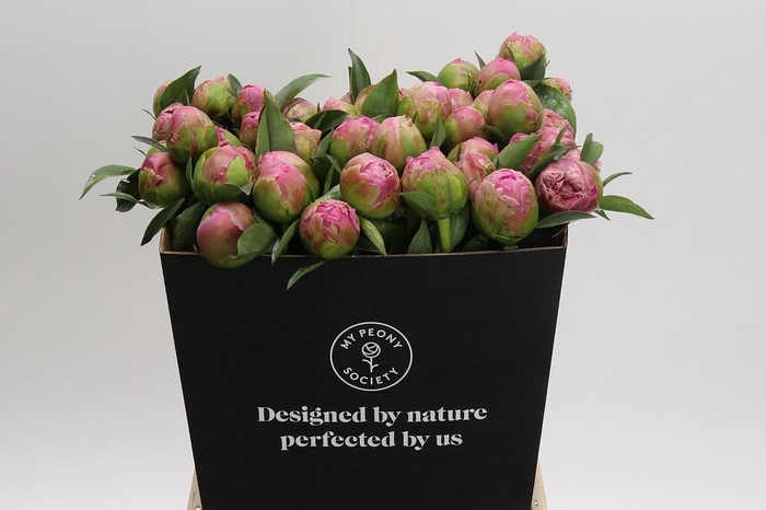 Paeonia Jacorma