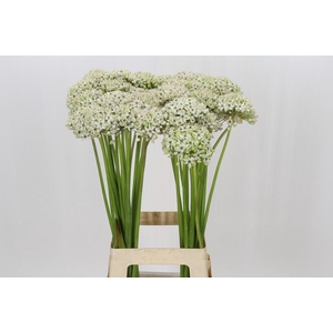 Allium Nigrum
