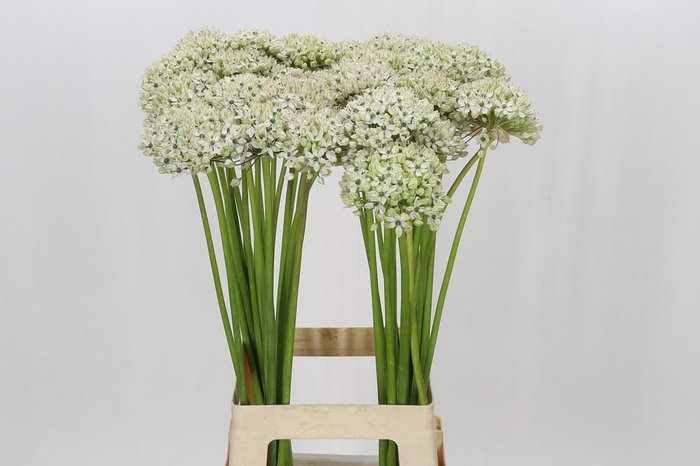 <h4>Allium Nigrum</h4>
