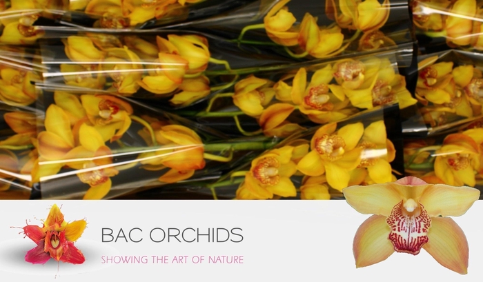 <h4>CYMB T ESTHER</h4>