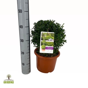 Buxus sempervirens Bol 25