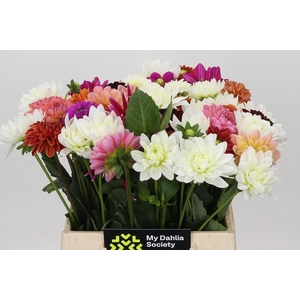 Dahlia Gemengd in bos