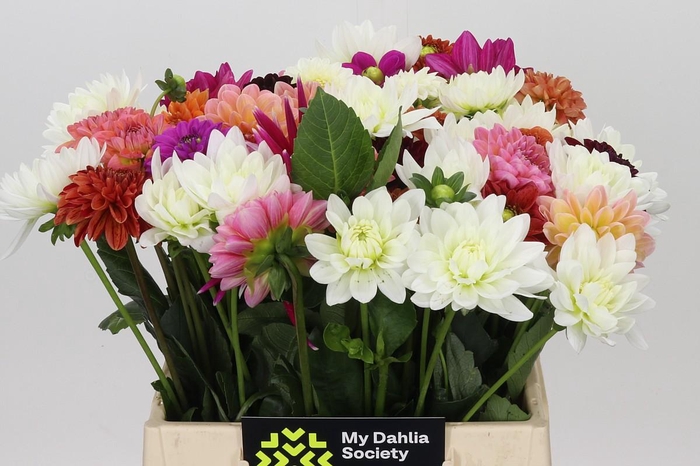 <h4>Dahlia Gemengd in bos</h4>