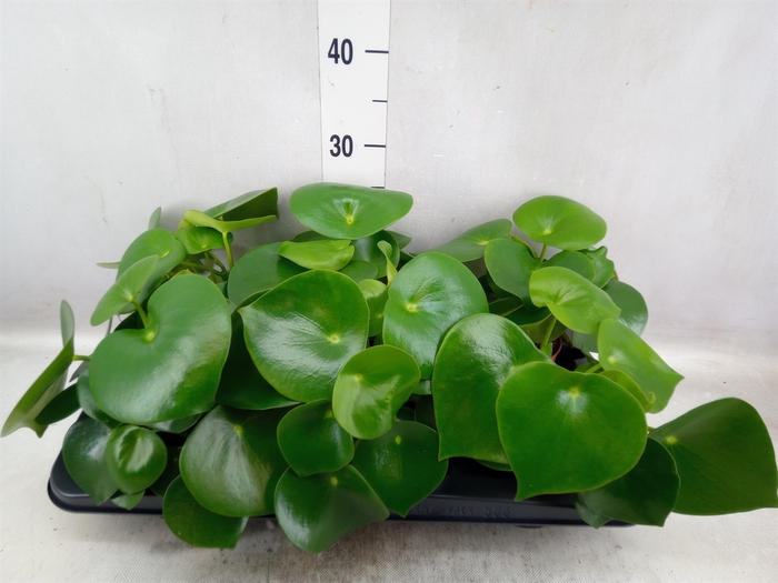 <h4>Peperomia polybotrya 'Raindrop'</h4>