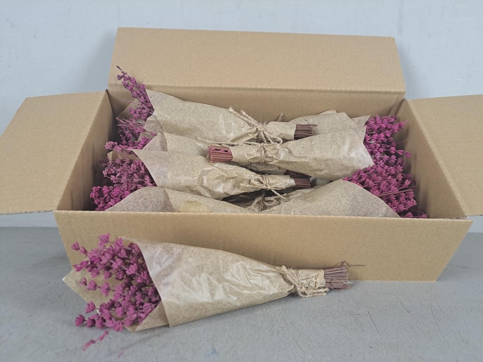 <h4>PF Lavendel Cerise</h4>