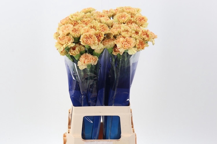 <h4>Dianthus ST 'Happy  Haru'</h4>