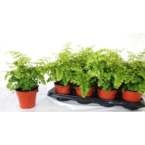 ADIAN RAD FRAGRANS