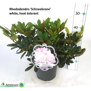 RHOD YA SCHNEEKRONE