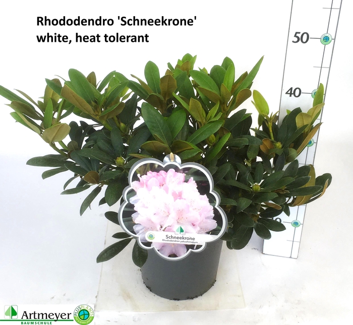 <h4>RHOD YA SCHNEEKRONE</h4>
