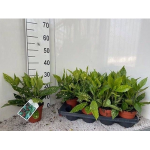 AUCUBA J VARIEGATA