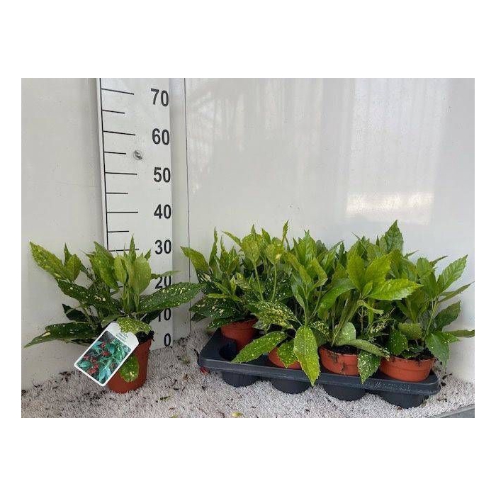 <h4>AUCUBA J VARIEGATA</h4>