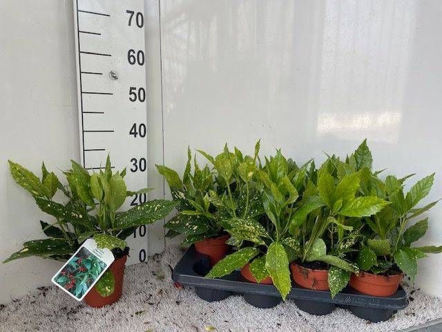 <h4>AUCUBA J VARIEGATA</h4>