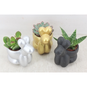 arr3 Demi - Ker. hondje kl. mix x8