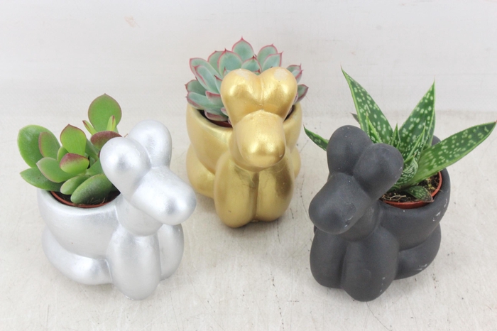 <h4>arr3 Demi - Ker. hondje kl. mix x8</h4>