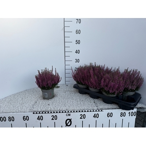 CALLU BL RENATE