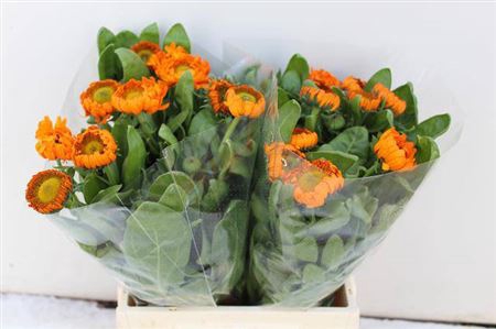 <h4>Calendula Green Spot Or</h4>