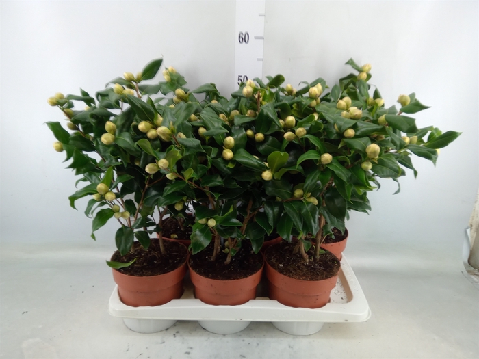 <h4>Camellia japonica 'Brushfield Yell'</h4>