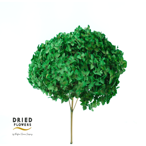 Dried Bleached Hydrangea Green