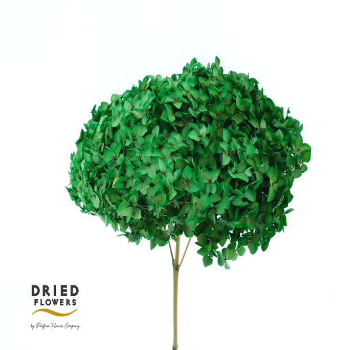 <h4>Dried Bleached Hydrangea Green</h4>